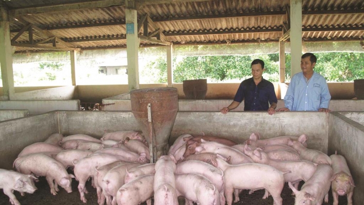 Nghịch lý - Giá lợn hơi cao nhưng người chăn nuôi không mặn mà tái đàn (17/2/2020)