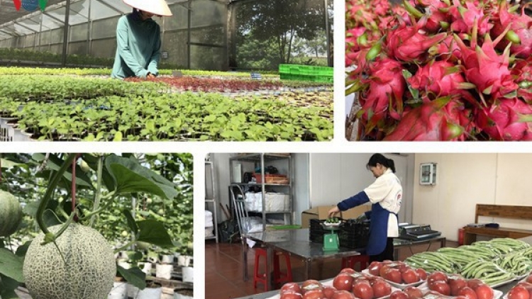 Dịch Covid 19: Vấn đề tiêu thụ nông sản ở thị trường trong nước (14/2/2020)