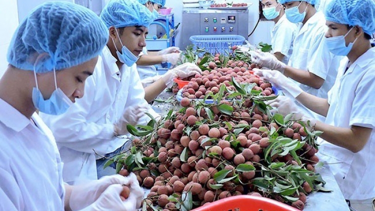 Hiệp định Thương mại Tự do Việt Nam - Liên minh Châu Âu (EVFTA) được thông qua: Cú hích cho xuất khẩu nông sản Việt (20/2/2020)