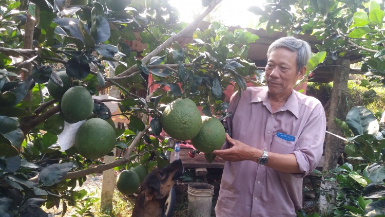 Người đảng viên vượt khó làm giàu từ cây bưởi da xanh (3/2/2020)