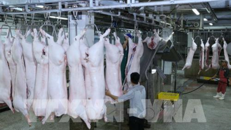 THỜI SỰ 21H30 ĐÊM 29/3/2020: Thủ tướng Chính phủ yêu cầu ngay trong tháng 4 phải đưa giá lợn hơi về mức 60 nghìn đồng/kg