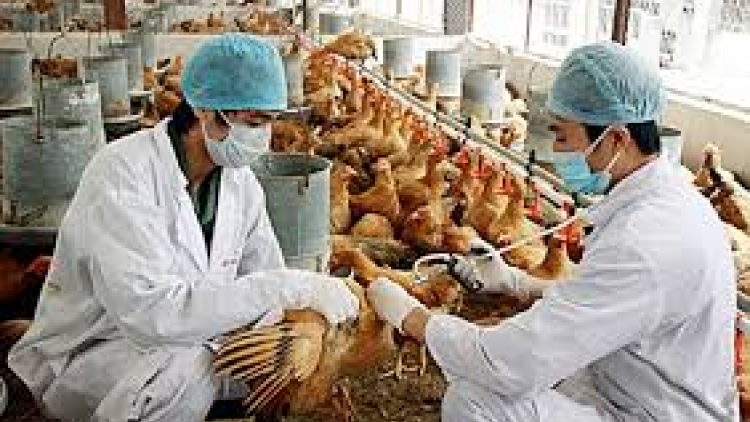 THỜI SỰ 18H CHIỀU 10/3/2020: Thủ tướng Chính phủ ban hành Chỉ thị về tập trung triển khai quyết liệt, đồng bộ các giải pháp phòng, chống dịch bệnh gia súc, gia cầm.