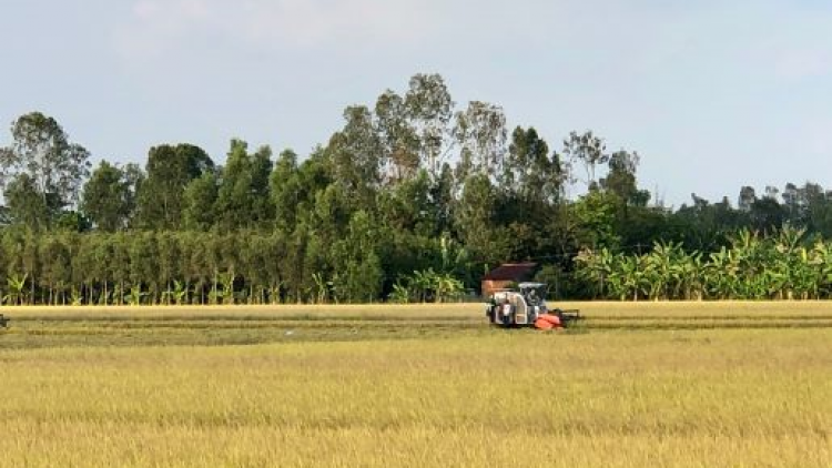 Hậu Giang lúa đạt năng suất cao, giá tốt ngay mùa hạn mặn (24/3/2020)