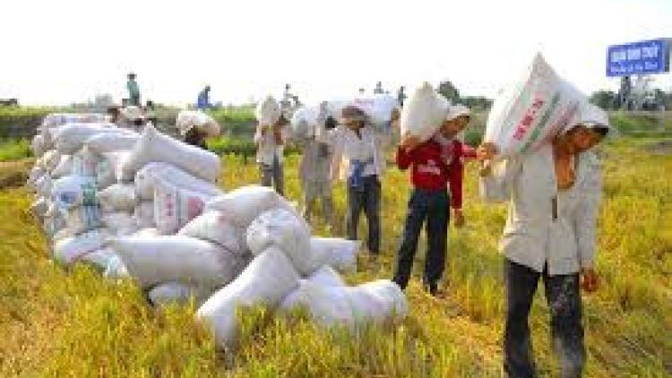 THỜI SỰ 12H TRƯA 28/3/2020: Nông dân các tỉnh đồng bằng sông Cửu Long bước vào đợt thu hoạch rộ vụ lúa đông xuân với niềm vui trúng mùa được giá.
