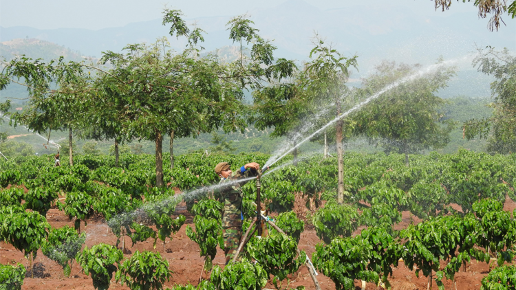 Kon Tum: Điện ra đồng giúp nhà nông chống hạn cho cây cà phê (23/3/2020)