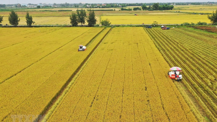Giải pháp đảm bảo nguồn cung lúa gạo (27/3/2020)