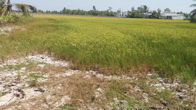 Vùng đất chín sông khát khao nguồn nước ngọt (14/3/2020)