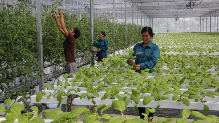 Giải bài toán vốn vay giúp hợp tác xã nông nghiệp phát triển (9/4/2020)