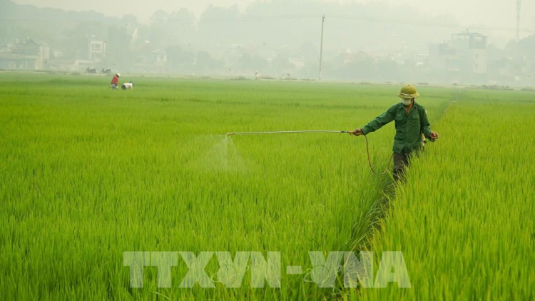 Vụ Xuân 2020: nguy cơ tăng mạnh sâu bệnh hại lúa (16/4/2020)