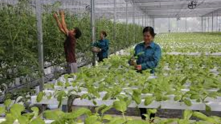 Sản xuất theo chuỗi: Thành công cần các mắt xích mạnh (3/4/2020)