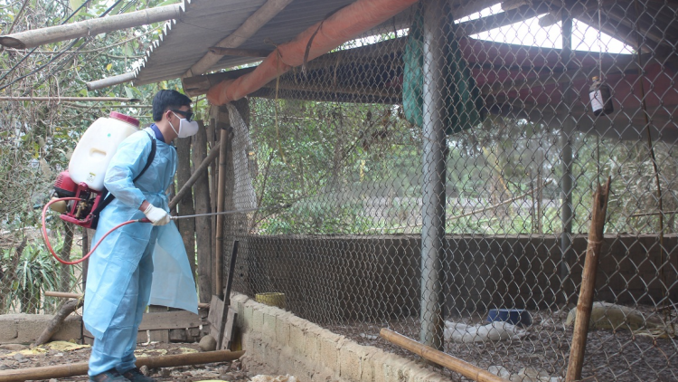 Hướng dẫn vệ sinh, khử trùng chuồng trại phòng chống dịch trên gia cầm (7/4/2020)