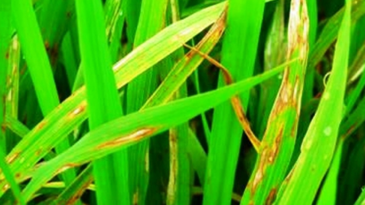 Biện pháp phòng trừ bệnh đạo ôn trên lúa Xuân (10/4/2020)