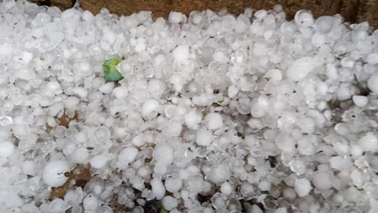 Mưa đá trắng vườn, nông dân Yên Châu thiệt hại hơn 150 héc ta mận, xoài chuẩn bị được thu hoạch (18/4/2020)