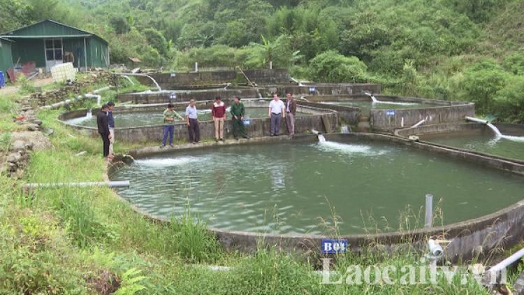 Nuôi cá nước lạnh ở Sa Pa lao đao không nơi tiêu thụ (27/4/2020)