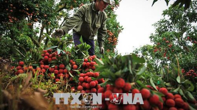 Tín hiệu vui cho vải thiều xuất khẩu trong năm 2020 (27/5/2020)