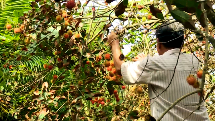 Nhà vườn trồng chôm chôm ở Trà Vinh thiệt hại kép do hạn mặn (27/5/2020)