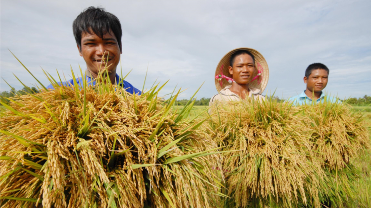 Vụ Xuân vượt khó được mùa tại vùng Bắc Trung Bộ (15/5/2020)