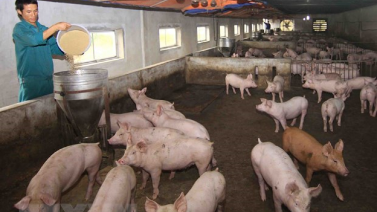 Dịch tả lợn Châu Phi xuất hiện lại ở một số địa phương và giải pháp thúc đẩy tái đàn lợn (8/5/2020)