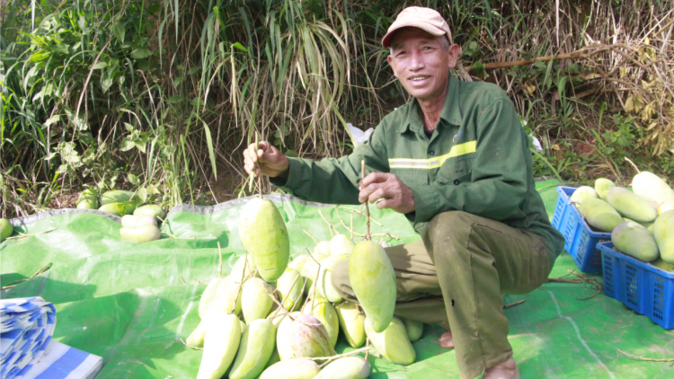 Nông dân Thuận Châu phấn khởi khi những lô xoài đầu tiên xuất khẩu sang
Trung Quốc (14/5/2020)