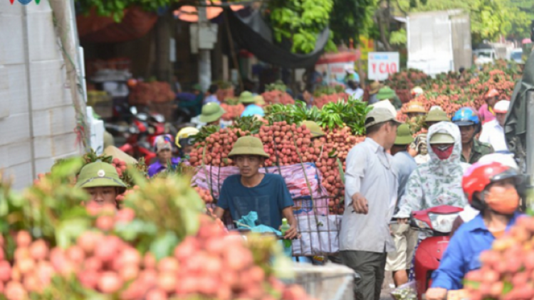 Bắc Giang thúc đẩy tiêu thụ vải thiều trước áp lực dịch bệnh Covid-19 (9/6/2020)