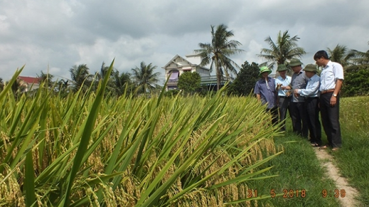 Lúa thuần chuyển gen kháng bệnh cho năng suất vượt trội (30/6/2020)