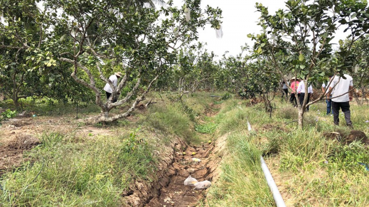 ĐBSCL: Khẩn trương khắc phục vườn cây ăn trái sau hạn mặn (16/6/2020)