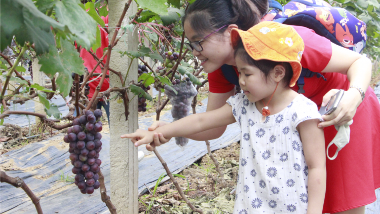 Sơn La: Vườn nho đầu tiên kết hợp phát triển kinh tế nông nghiệp với du lịch trải nghiệm (30/6/2020)