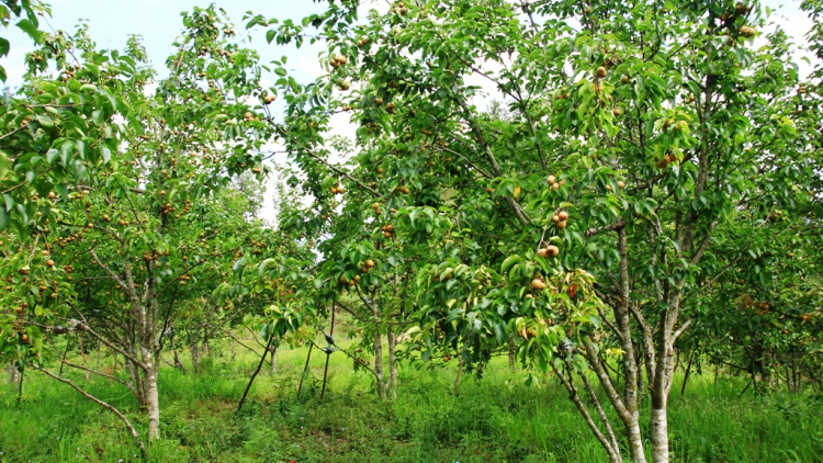 “Cây mới” đánh thức đất khó Mù Cang Chải (2/6/2020)