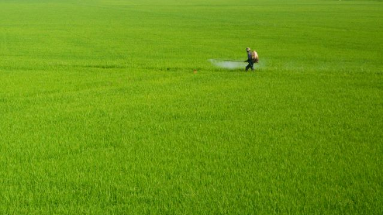 ĐBSCL: Thời điểm thuận lợi để tăng diện tích lúa thu đông lên 800.000 ha (5/6/2020)