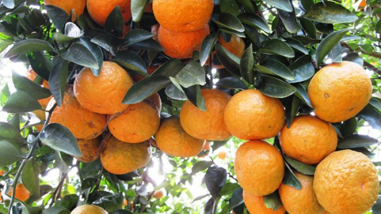 Đừng để chương trình OCOP chỉ là một phong trào (6/6/2020)