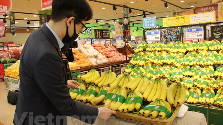 THỜI SỰ 12H TRƯA 16/6/2020: Chuối Việt Nam chính thức vào chuỗi siêu thị Lotte Hàn Quốc