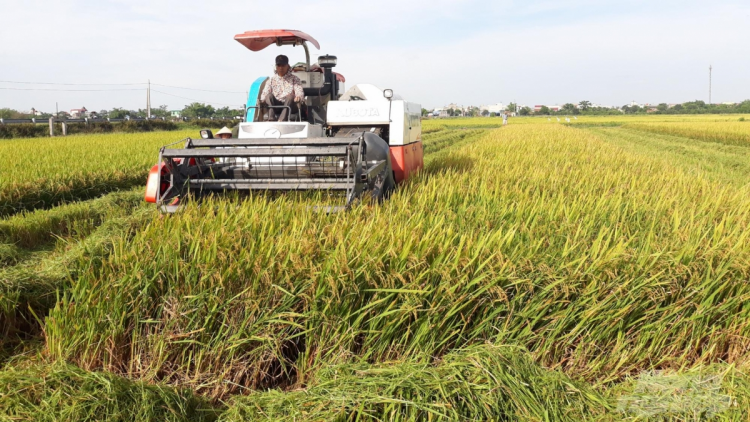 Thái Bình: Vượt khó khăn, dịch bệnh -  lúa xuân được mùa (18/6/2020)