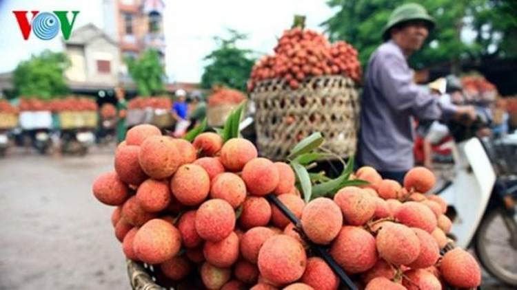 Bắc Giang: đảm bảo sản lượng và giá trị vải thiều xuất khẩu (28/6/2020)