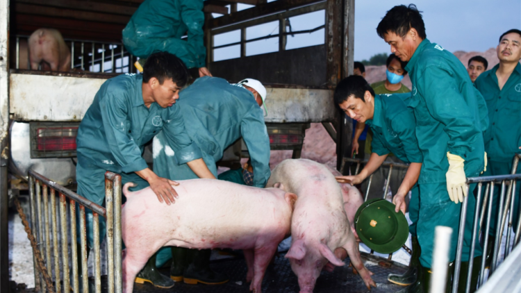 Lợn sống nhập từ Thái Lan về nhưng chưa tác động nhiều tới thị trường thịt lợn tại các chợ dân sinh (26/06/2020)