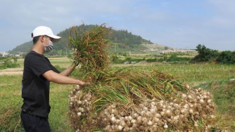 Làm gì để tỏi Lý Sơn không bị đánh tráo ở “vương quốc” tỏi (5/6/2020)