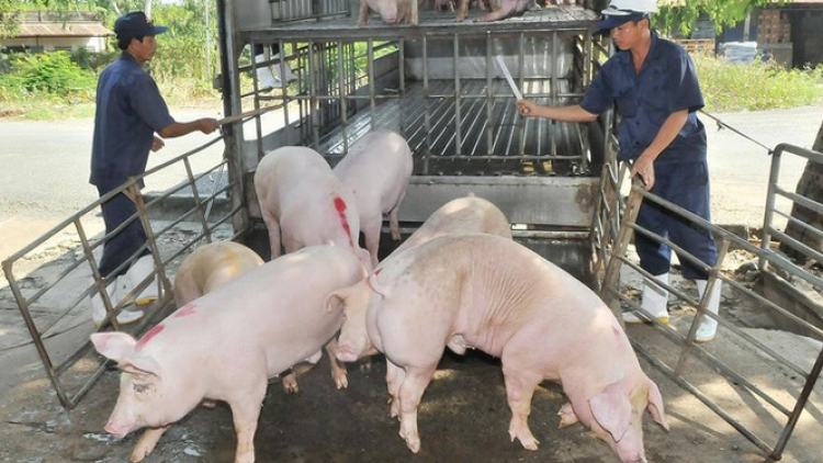 THỜI SỰ 21H30 ĐÊM 11/6/2020: Từ 12/6, các doanh nghiệp đủ điều kiện, được phép nhập khẩu lợn sống từ Thái Lan nhằm kéo giảm giá lợn trong nước
