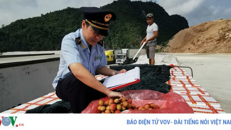 Lạng Sơn: Xuất khẩu quả vải tươi qua cửa khẩu giảm mạnh (4/6/2020)