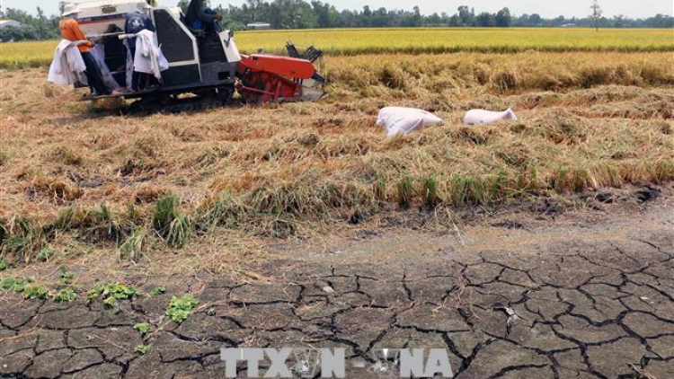 ĐBSCL: giải pháp phát triển nông nghiệp ứng phó với hạn mặn (2/7/2020)