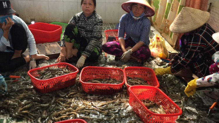 Kiên Giang phát hiện cơ sở đưa tạp chất vào tôm nguyên liệu (14/7/2020)