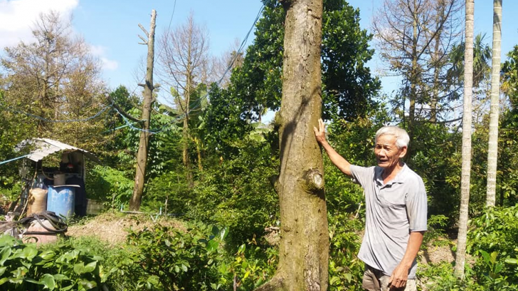 Tiền Giang: Sau hạn mặn  cây sầu riêng tiếp tục chết, nhà vườn ồ ạt phá bỏ vườn cây (25/7/2020)