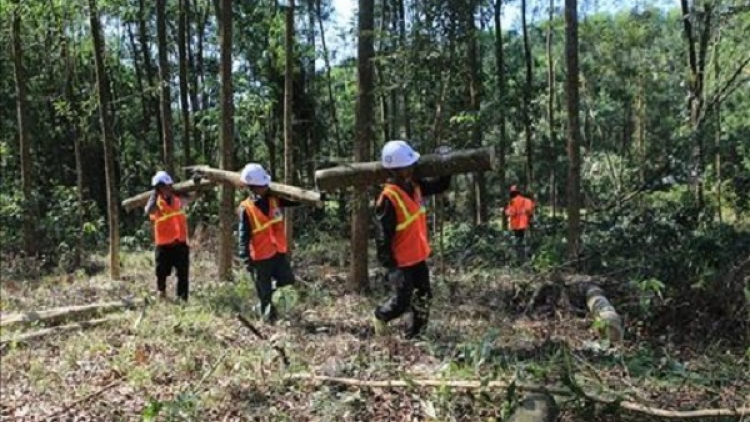 Thoát nghèo nhờ mô hình kinh tế trồng rừng (22/7/2020)