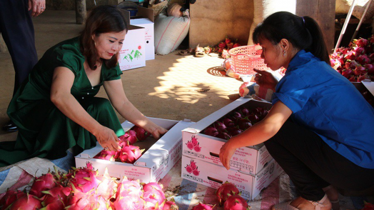 Sơn La: Xuất khẩu 10 tấn thanh long ruột đỏ sang thị trường Nga (27/7/2020)