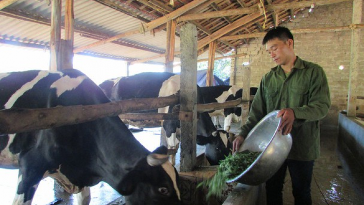 Chăm sóc gia súc, gia cầm trong mùa mưa bão (6/8/2020)