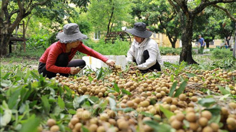 Nhãn lồng tìm đường xuất khẩu qua thương mại điện tử (18/8/2020)