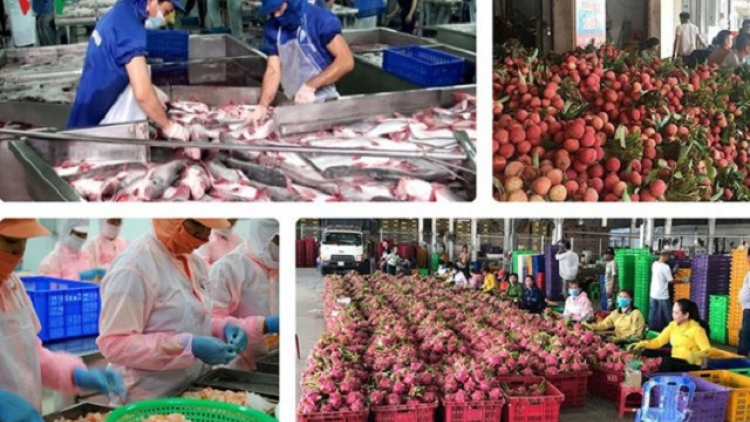 EVFTA: Cơ hội và thách thức cho nông sản Việt (3/8/2020)