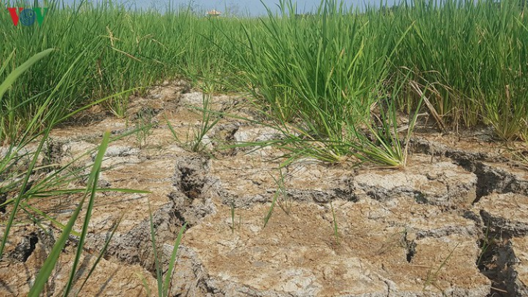 THỜI SỰ 18H CHIỀU 23/9/2020: Thủ tướng chỉ đạo 13 tỉnh đồng bằng sông Cửu Long  khắc phục hạn hán, mặn xâm nhập, không để hộ dân nào thiếu nước sinh hoạt