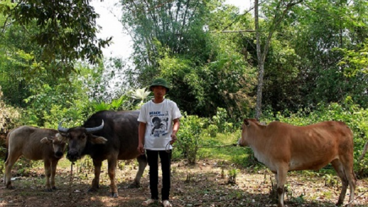 Thành công từ mô hình xóa đói giảm nghèo , những ghi nhận thực tế tại huyện Thường Xuân, Thanh Hóa (3/9/2020)