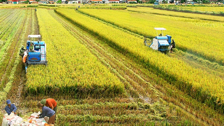 Vụ mùa 2020: Vĩnh Phúc bội thu với giống lúa thuần chất lượng cao (12/09/2020)