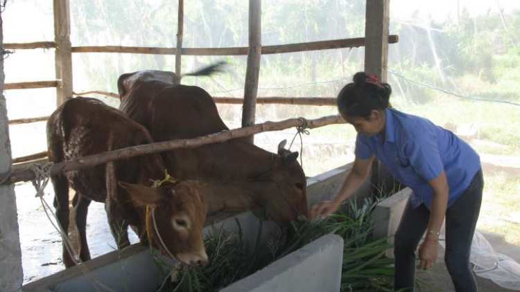 Đổi mới mô hình chăn nuôi để vươn lên tại Nghệ An (03/12/2020)