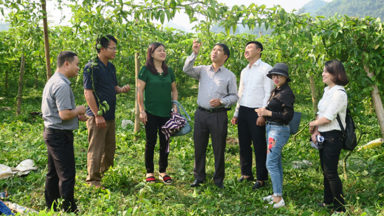 Những chính sách cần có để hỗ trợ sản xuất cho bà con nông dân tại Hòa Bình (19/10/2020)